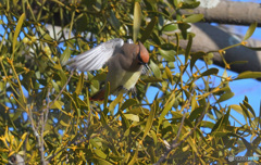 エンジェルポーズのヒレンジャク