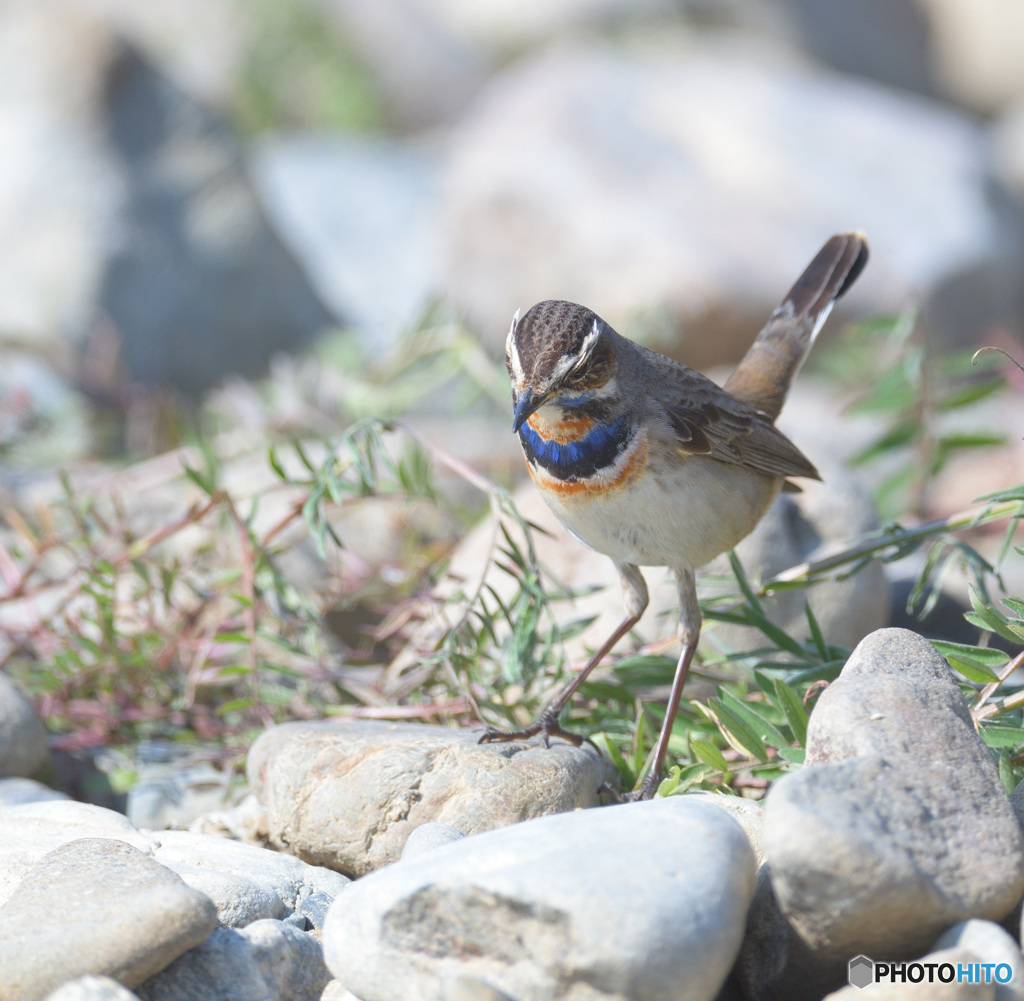 オガワコマドリ2021⑥