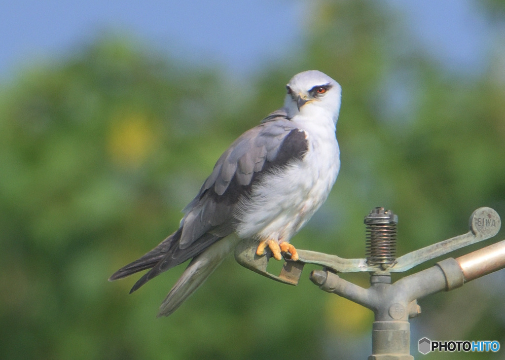 初めてのカタグロトビ②