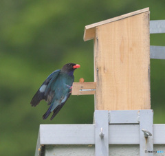 ブッポウソウの帰宅