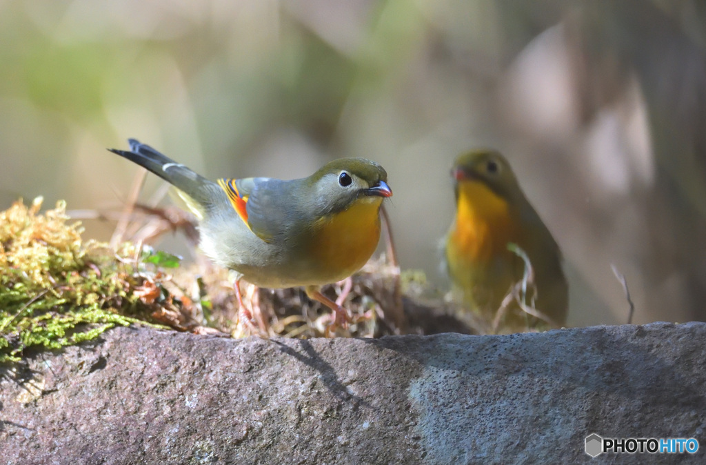 ソウシチョウをダブルでⅢ