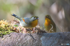 ソウシチョウをダブルでⅢ