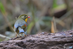 見返りソウシチョウ