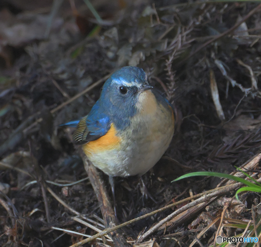 カメラ目線のルリビタキ君