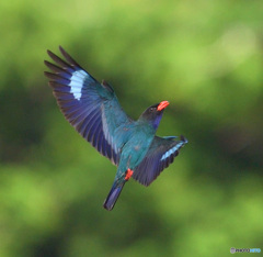 在庫のブッポウソウ