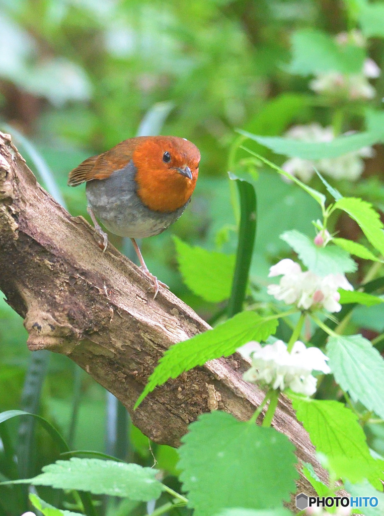 オドリコソウにコマドリ君③