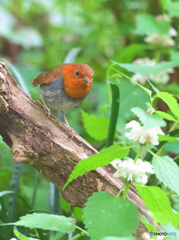 オドリコソウにコマドリ君③