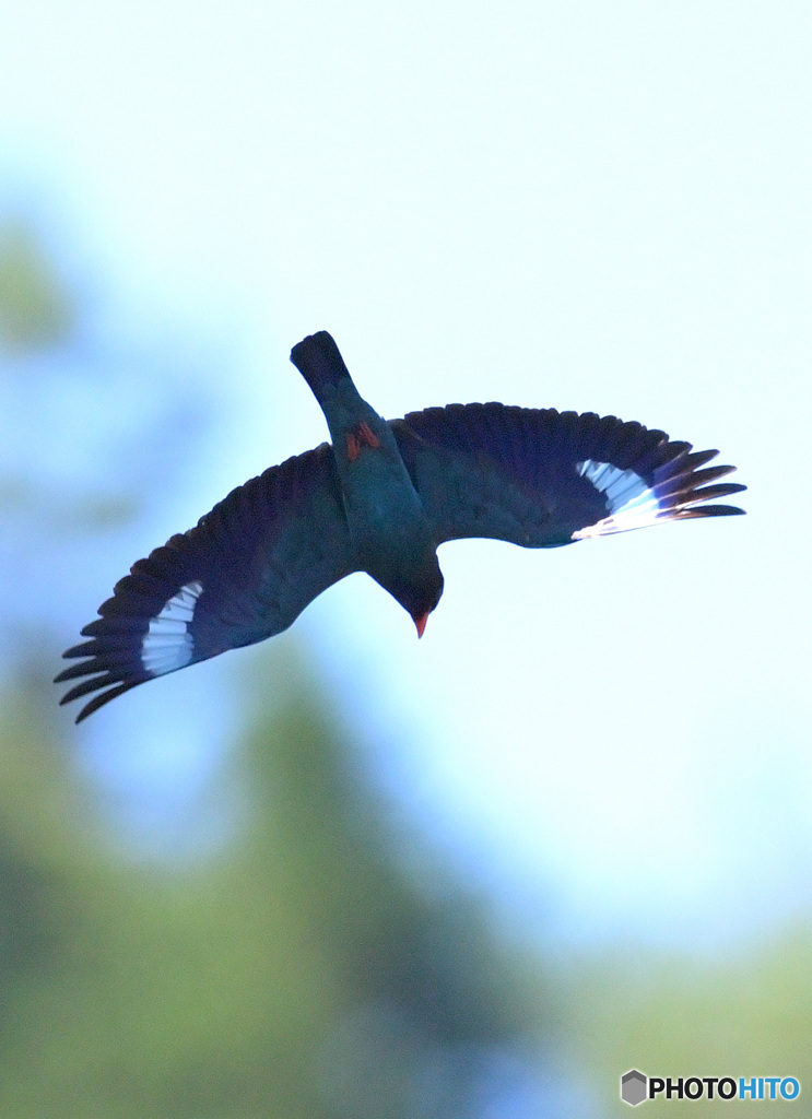 ７月のブッポウソウ⑲