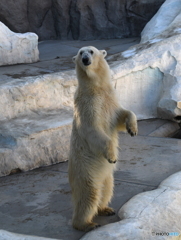 シロクマ大地に立つ