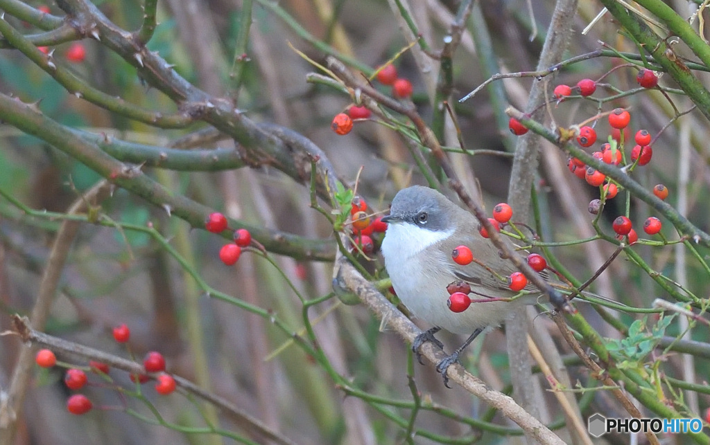 迷鳥コノドジロムシクイⅣ