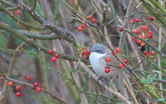 迷鳥コノドジロムシクイⅣ