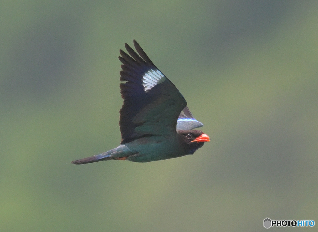 ブッポウソウ㊿