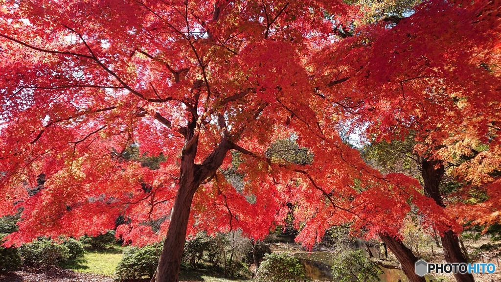 本日の紅葉