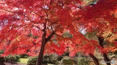 本日の紅葉
