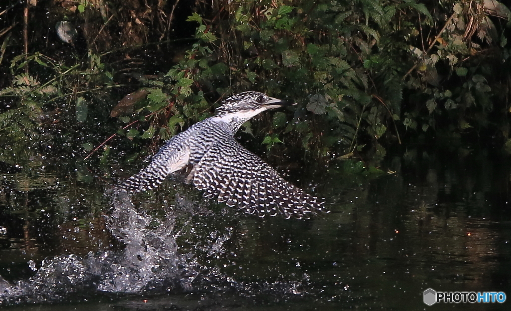 本日の浮上！(20161002）