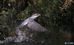 本日の浮上！(20161002）