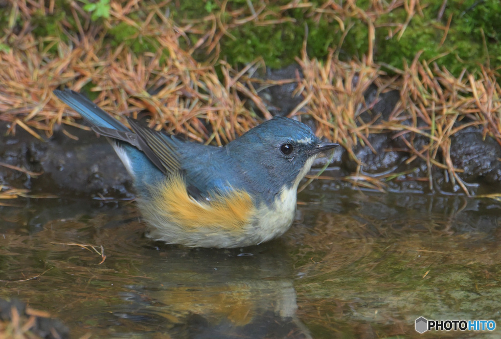 水浴びルリオ君