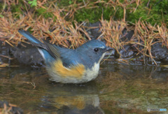 水浴びルリオ君