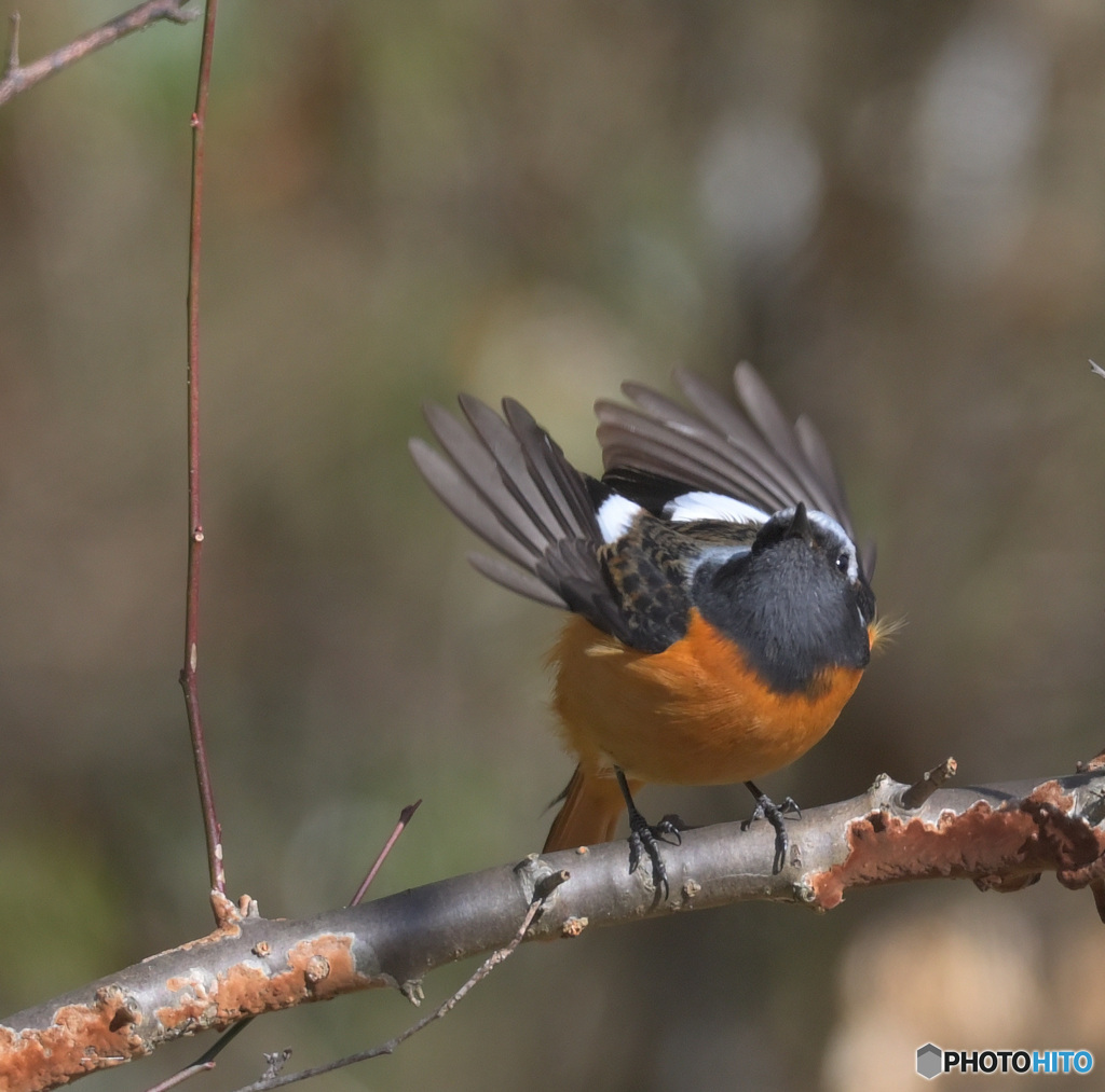 元気なジョウビタキ君