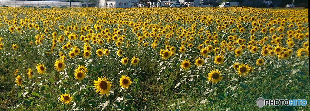 初秋の向日葵畑