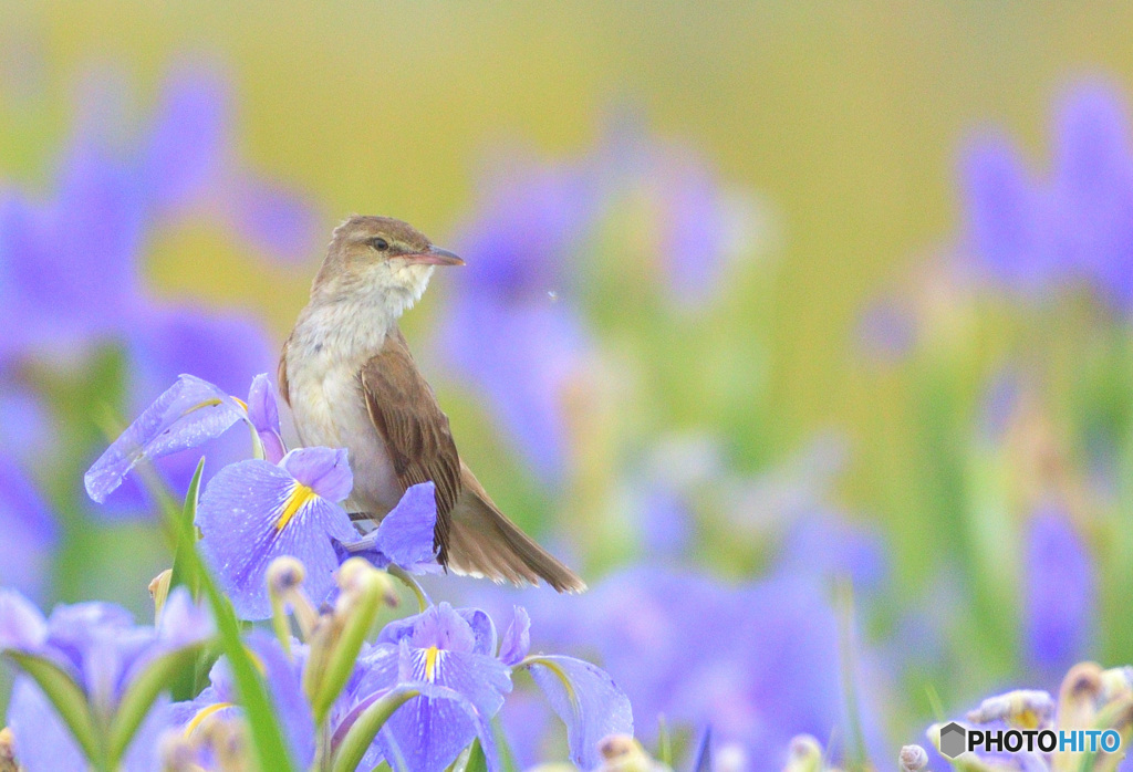 菖蒲にオオヨシキリ㊱