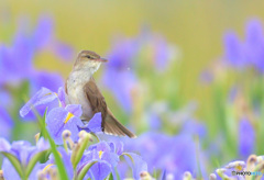 菖蒲にオオヨシキリ㊱