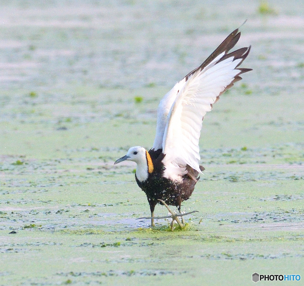 思い出のレンカクさんⅡ