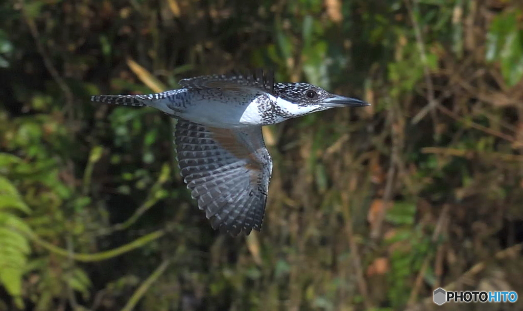 メスのヤマセミ