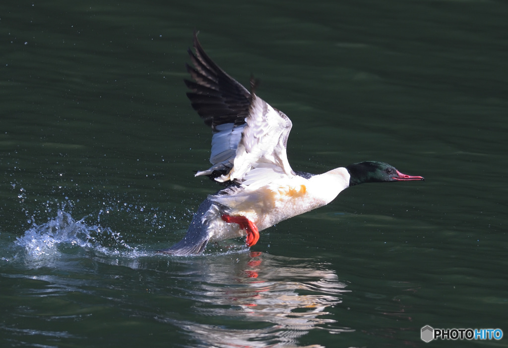 本日のカワアイサ君