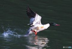 本日のカワアイサ君