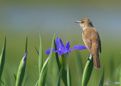 花菖蒲にオオヨシキリ⑥
