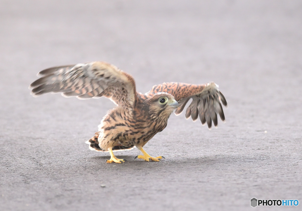 チョウゲンボウの幼鳥②