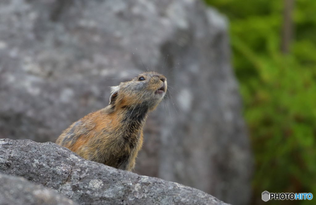 ナキウサギ鳴く