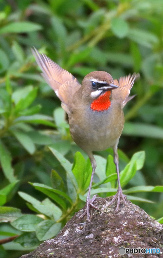 元気なノゴマくん