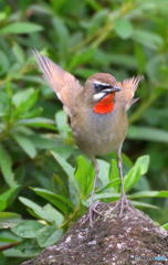 元気なノゴマくん