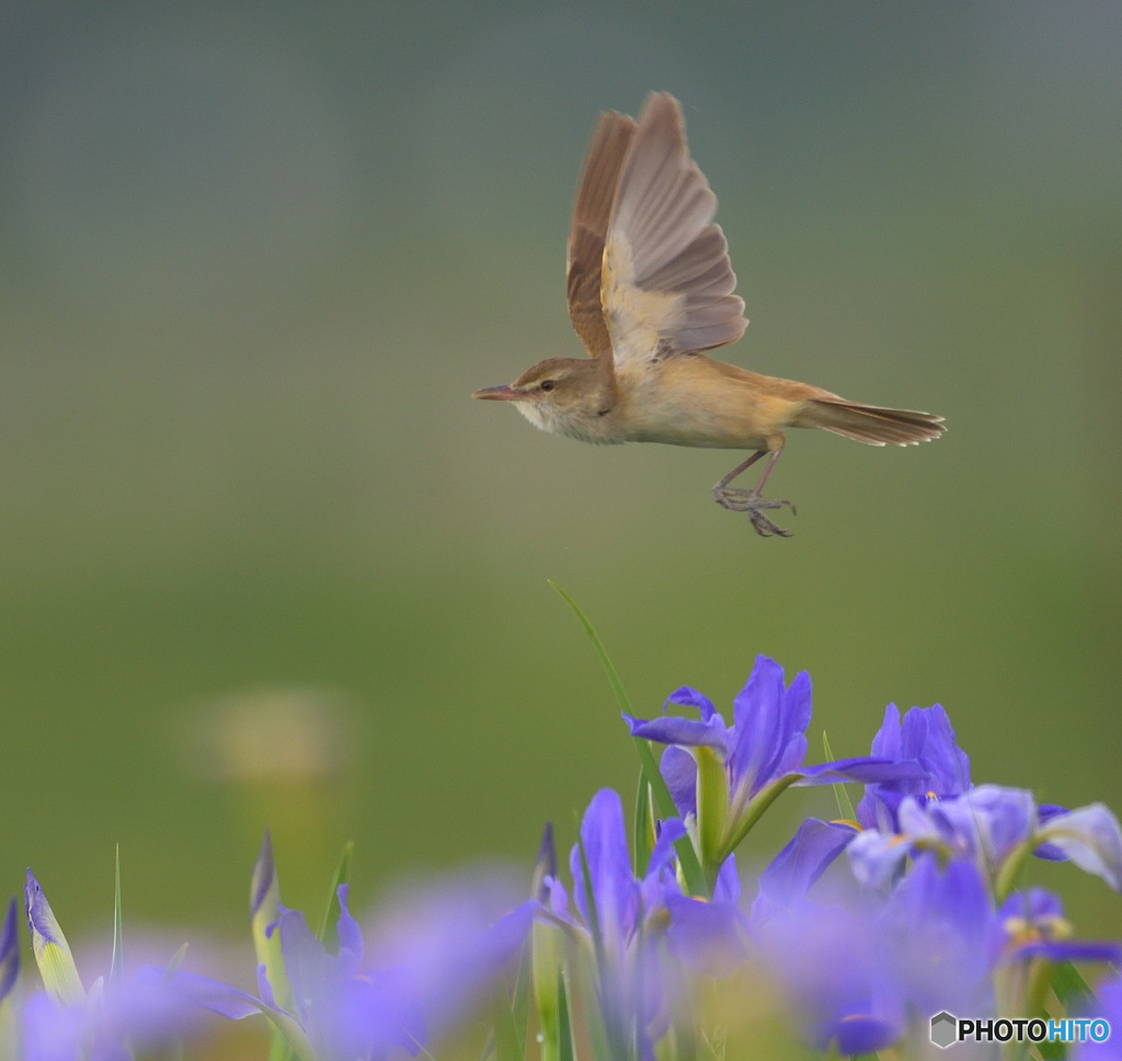 ひらりオオヨシキリ④