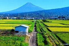 ８月の富士山②