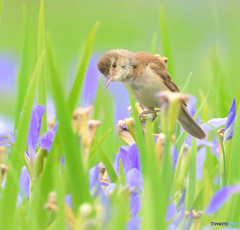 花菖蒲にオオヨシキリ㉑《環境依存文字》