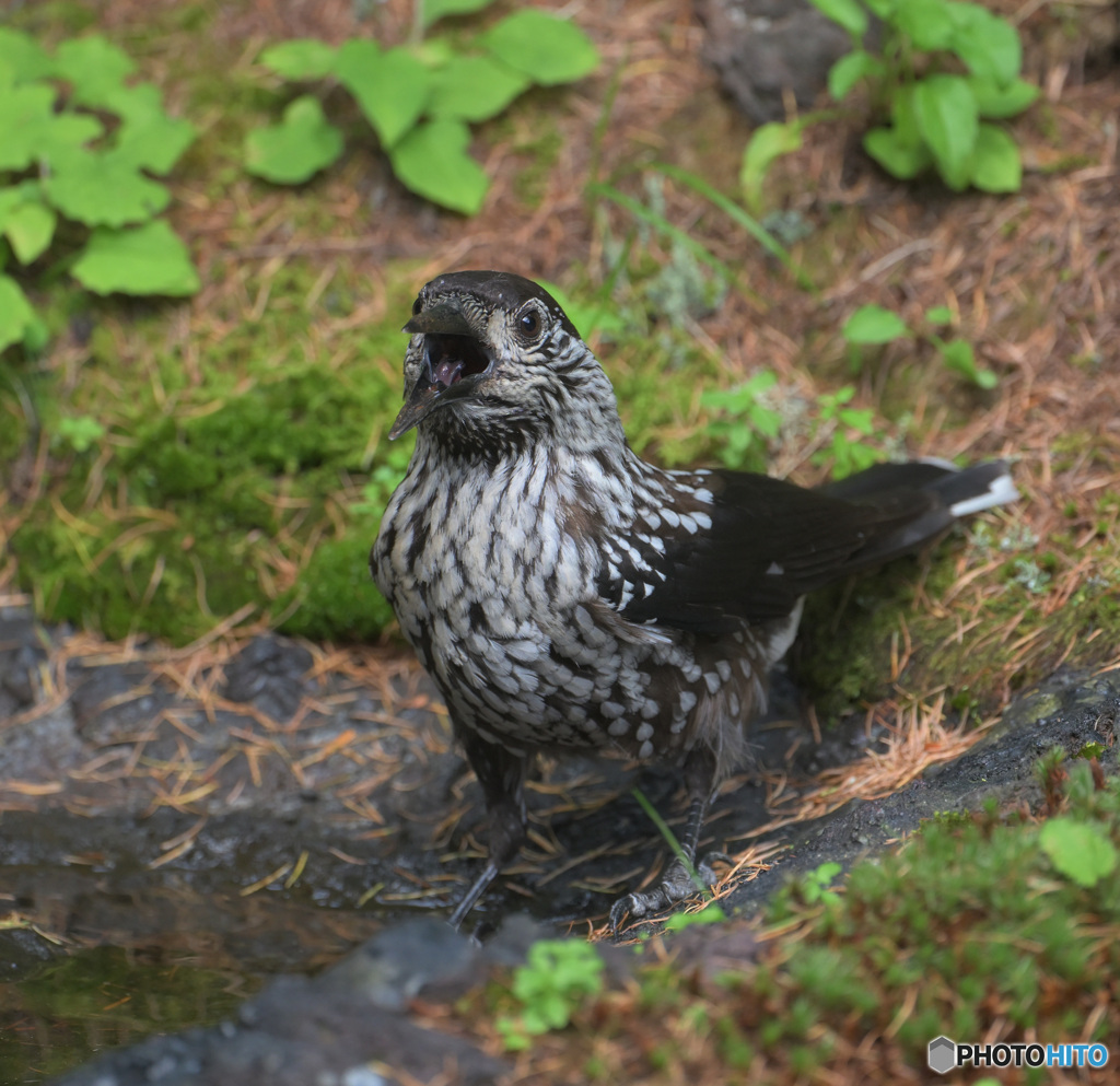 五合目のホシガラス