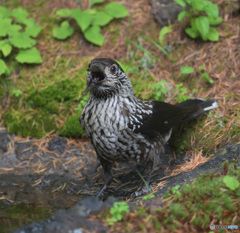 五合目のホシガラス