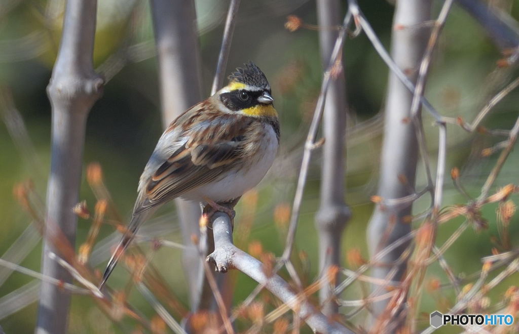 本日のミヤマホオジロくん(20190217）