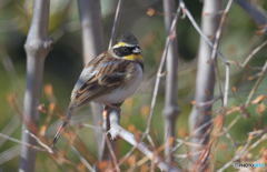 本日のミヤマホオジロくん(20190217）