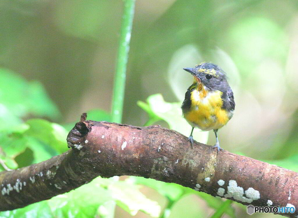 お疲れキビタキ君