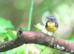 お疲れキビタキ君