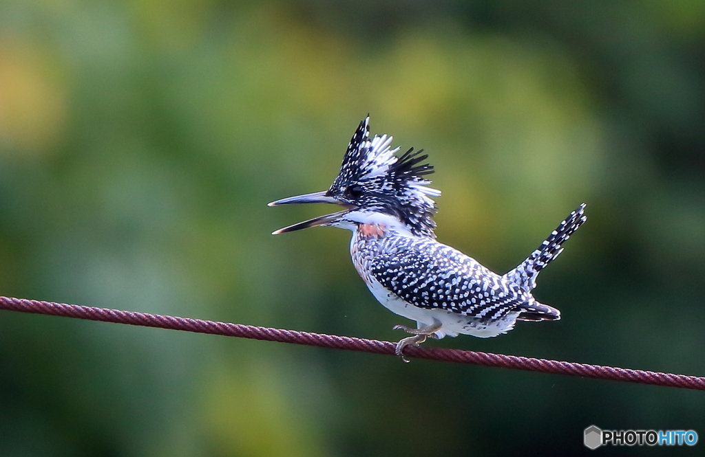今日もゴキゲンな綱渡り