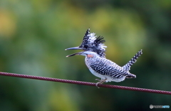 今日もゴキゲンな綱渡り