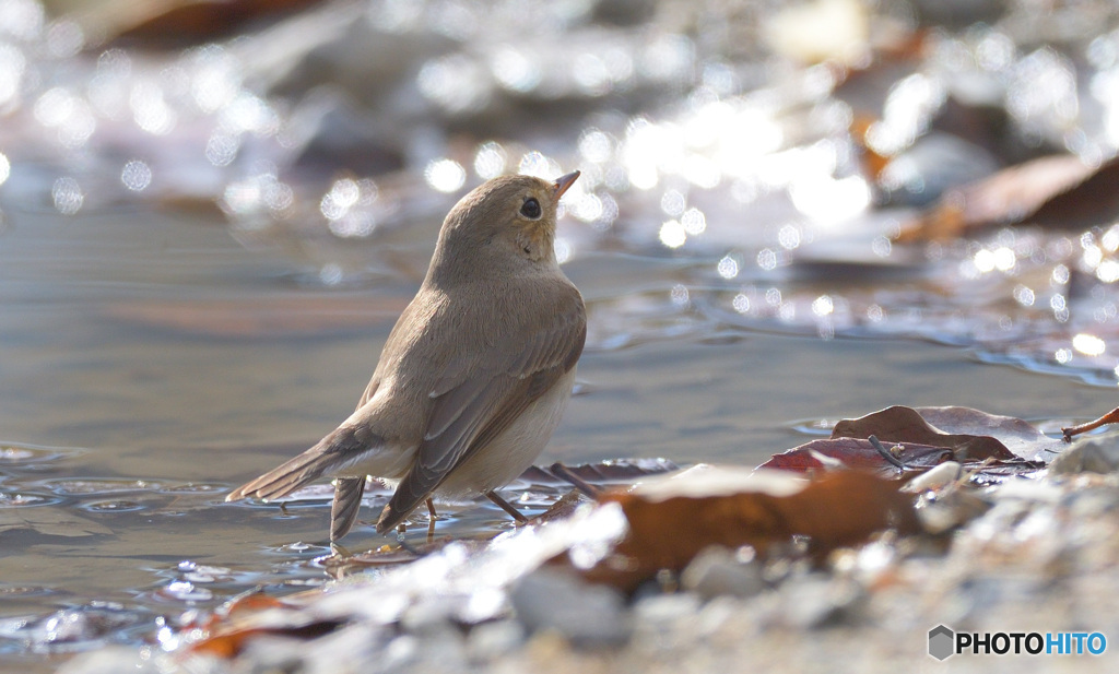 水場のニシオジロビタキさん