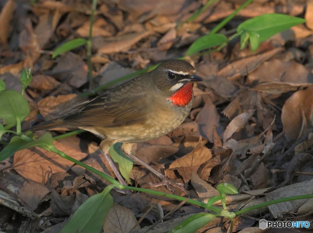 在庫のノゴマ君⑤