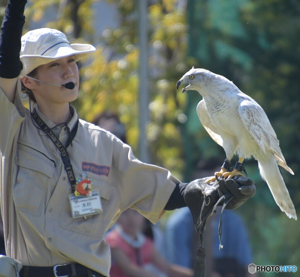 鷹とお姉さん③