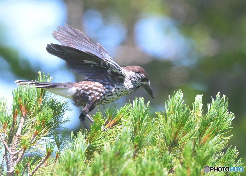 元気なホシガラス⑫